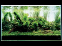 /album/aquarios-plantados/aquario-plantado-tronco-e-musgos-jpg/